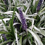 Liriope muscari 'Okina' GM P9