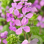 Lunaria annua GM P9