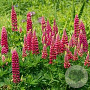 Lupinus p. 'Lupini Red Shades' GM P9