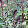 Lysimachia atropurpurea GM P9