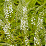Lysimachia Snow Candles GM P9