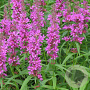 Lythrum sal. 'Feuerkerze' GM P9