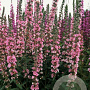 Lythrum sal. 'Pink Blush' GM P9