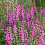 Lythrum sal. 'The Beacon' GM P9