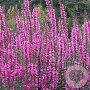 Lythrum virgatum 'Dropmore Scarlet' GM P9