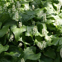 Maianthemum kamtschaticum GM P9