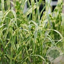 Miscanthus giganteus Alligator GM  P11