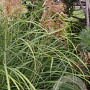 Miscanthus sin. 'Autumn Light' GM  P11