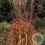 Miscanthus sin. 'Navajo' GM  P11