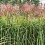 Miscanthus sin. 'Rotsilber' GM  P11