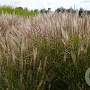 Miscanthus sin. 'Silberspinne' GM  P11