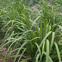 Molinia arund. 'Crystal Veil' GM P9