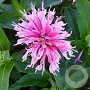 Monarda Balmy Pink GM P9