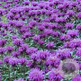 Monarda Balmy Purple GM P9