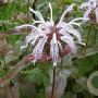 Monarda bradburiana 'Ozark' GM P9