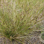 Nassella trichotoma GM P9