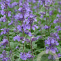 Nepeta 'Joanna Reed' GM P9