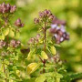 Origanum vulg. 'Golden Shine' GM P9
