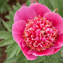Paeonia off. 'Anemoniflora' GM  P11