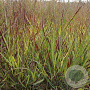 Panicum virgatum 'Cheyenne Sky' GM P9