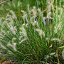 Pennisetum al. 'Tiny Twinkler' GM P9