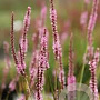 Persicaria a. 'Fine Pink' GM P9