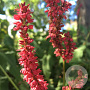 Persicaria a. 'Firedance' GM P9