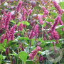 Persicaria a. 'Inverleith' GM P9