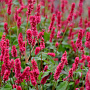 Persicaria a. 'JS Calor' GM P9