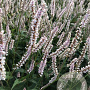 Persicaria a. 'JS Misty Morning' GM P9