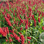 Persicaria a. 'Taurus' GM P9