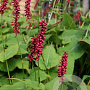 Persicaria a. 'Taurus' GM P9