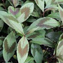 Persicaria vir. 'Compton's Form' GM P9