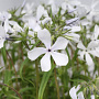 Phlox div. 'White Perfume' GM P9