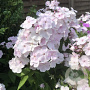 Phlox (P) 'Monica Lynden-Bell' GM P9
