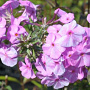 Phlox (M) 'Rosalinde' GM P9