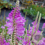 Physostegia v. 'Bouquet Rose' GM P9