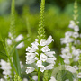 Physostegia v. 'Summer Snow' GM P9