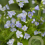 Polemonium r. 'Blue Pearl' GM P9
