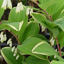 Polygonatum falcatum 'Variegatum' GM P9