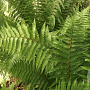Polystichum braunii GM P9