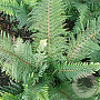 Polystichum set. 'Proliferum' GM P9
