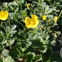 Potentilla megalantha GM P9