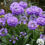 Primula dent. 'Cashmeriana' GM P9