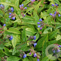 Pulmonaria 'Blauer Hügel' GM P9