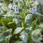 Pulmonaria 'Moonshine' GM P9