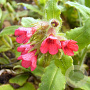 Pulmonaria rubra GM P9