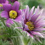 Pulsatilla v. 'Papageno' GM P9