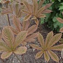Rodgersia 'Joop Ploeger' GM P9