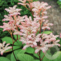 Rodgersia pinnata 'Maurice Mason' GM P9